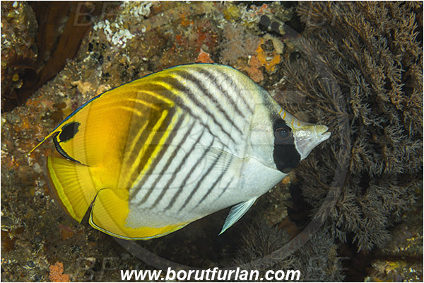 Aliwal shoal, Umkomaas, South Africa, Indian ocean, Chaetodon auriga, Chaetodon, Chaetodontidae, Threadfin butterflyfish, Butterflyfish, Fish