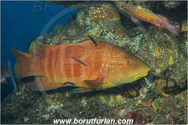 Aliwal shoal, Umkomaas, South Africa, Indian ocean, Anchichoerops natalensis, Anchichoerops, Labridae, Natal wrasse, Wrasse, Fish