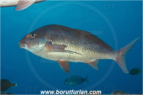 Aliwal shoal, Umkomaas, South Africa, Indian ocean, Chirodactylus jessicalenorum, Chirodactylus, Cheilodactylidae, Natal fingerfin, Fingerfin, Fish