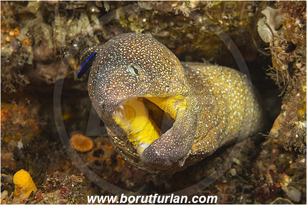Aliwal shoal, Umkomaas, South Africa, Indian ocean, Gymnothorax nudivomer, Gymnothorax, Muraeninae, Yellowmouth moray, Moray, Fish, Portrait, Labroides dimidiatus, Labroides, Labridae, Cleaner Wrasse, Wrasse, Cleaning