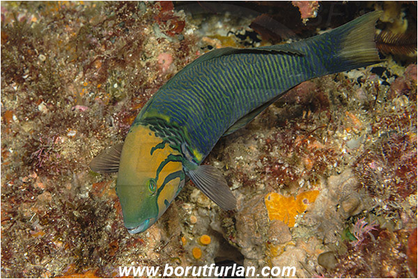 Aliwal shoal, Umkomaas, South Africa, Indian ocean, Thalassoma hebraicum, Thalassoma, Labridae, Goldbar wrasse, Wrasse, Fish
