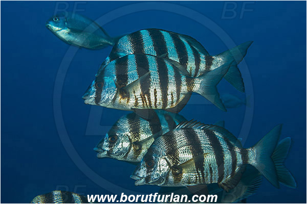 Aliwal shoal, Umkomaas, South Africa, Indian ocean, Diplodus cervinus, Diplodus, Sparidae, Zebra seabream, Seabream, Fish, Fish school