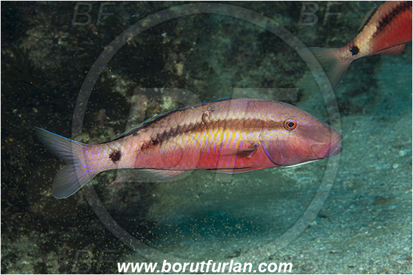 Aliwal shoal, Umkomaas, South Africa, Indian ocean, Parupeneus macronemus, Parupeneus, Mullidae, Long Barbel Goatfish, Goatfish, Fish