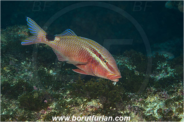 Aliwal shoal, Umkomaas, South Africa, Indian ocean, Parupeneus rubescens, Parupeneus, Mullidae, Rosy goatfish, Goatfish, Fish