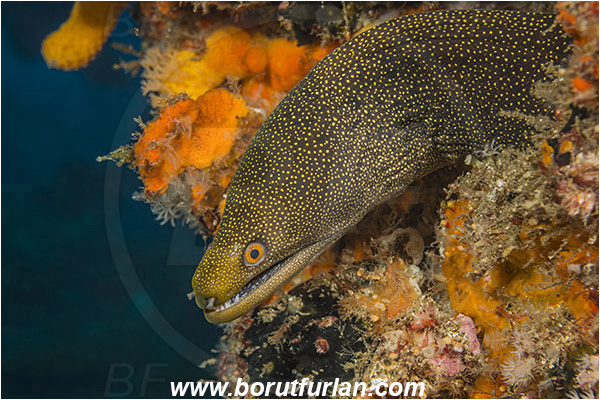 Aliwal shoal, Umkomaas, South Africa, Indian ocean, Gymnothorax eurostus, Gymnothorax, Muraeninae, Abbott