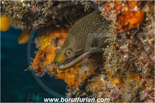 Aliwal shoal, Umkomaas, South Africa, Indian ocean, Gymnothorax eurostus, Gymnothorax, Muraeninae, Abbott