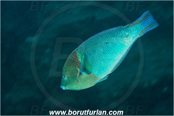 Aliwal shoal, Umkomaas, South Africa, Indian ocean, Anampses caeruleopunctatus, Anampses, Labridae, Bluespotted wrasse, Wrasse, Fish