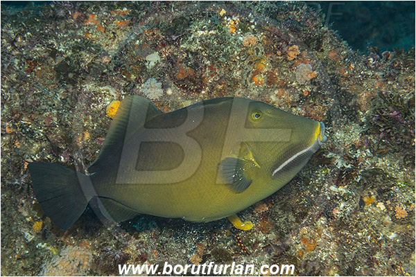 Aliwal shoal, Umkomaas, South Africa, Indian ocean, Sufflamen fraenatum, Sufflamen, Balistidae, Masked triggerfish, Bridled triggerfish, Triggerfish, Fish