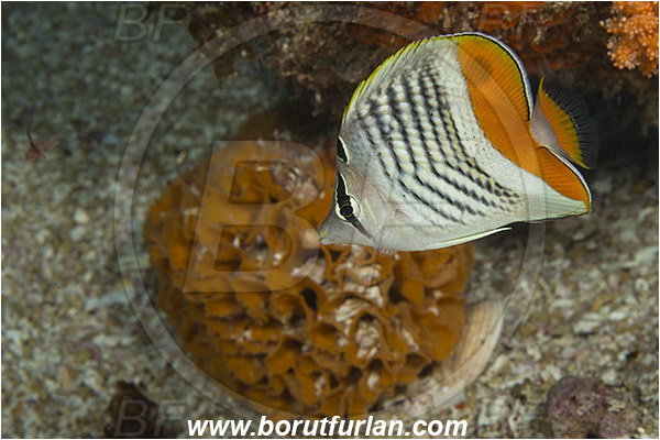 Aliwal shoal, Umkomaas, South Africa, Indian ocean, Chaetodon madagaskariensis, Chaetodon, Chaetodontidae, Madagascar butterflyfish, Butterflyfish, Fish