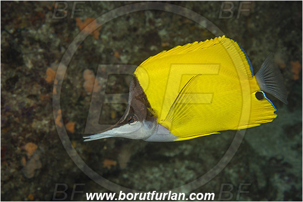 Aliwal shoal, Umkomaas, South Africa, Indian ocean, Forcipiger flavissimus, Forcipiger, Chaetodontidae, Yellow longnose butterflyfish, Butterflyfish, Fish