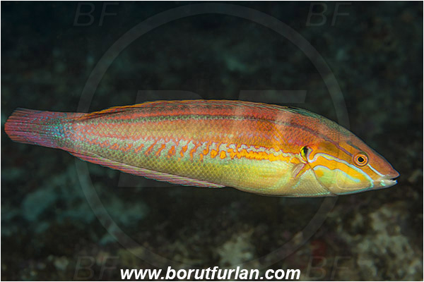 Aliwal shoal, Umkomaas, South Africa, Indian ocean, Coris caudimacula, Coris, Labridae, Spottail coris, Wrasse, Fish