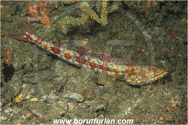 Aliwal shoal, Umkomaas, South Africa, Indian ocean, Synodus doaki, Synodus, Synodontidae, Arrowtooth lizardfish, Lizardfish, Fish