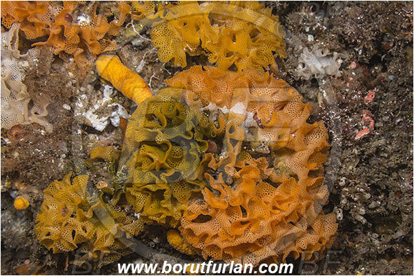 Aliwal shoal, Umkomaas, South Africa, Indian ocean, Schizoretepora tessellata, Schizoretepora, Phidoloporidae, Bryozoa, Lacy Bryozoan, Lacy false coral, Bryozoan