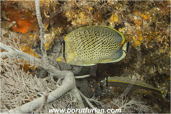 Aliwal shoal, Umkomaas, South Africa, Indian ocean, Chaetodon guttatissimus, Chaetodon, Chaetodontidae, Peppered butterflyfish, Butterflyfish, Fish