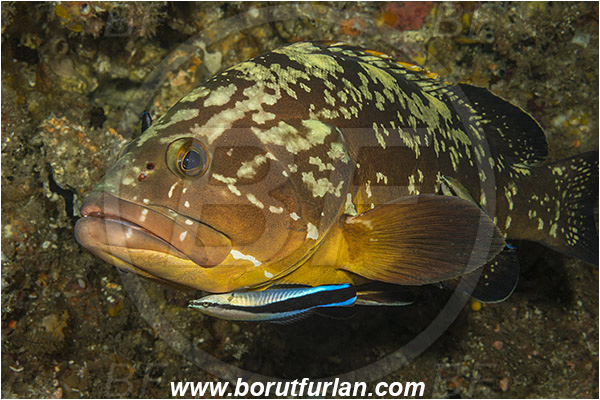 Aliwal shoal, Umkomaas, South Africa, Indian ocean, Epinephelus marginatus, Epinephelus, Serranidae, Dusky grouper, Grouper, Fish, Portrait, Labroides dimidiatus, Labroides, Labridae, Cleaner Wrasse, Wrasse, Cleaning