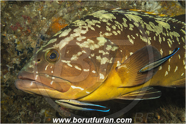 Aliwal shoal, Umkomaas, South Africa, Indian ocean, Epinephelus marginatus, Epinephelus, Serranidae, Dusky grouper, Grouper, Fish, Portrait, Labroides dimidiatus, Labroides, Labridae, Cleaner Wrasse, Wrasse, Cleaning