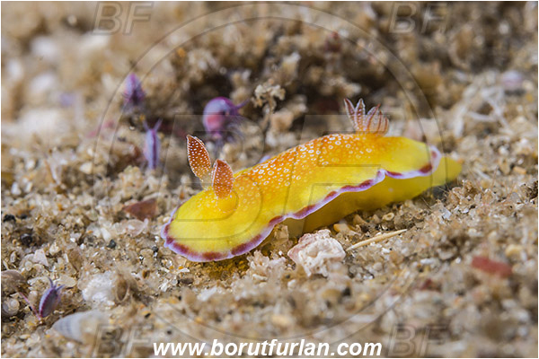 Aliwal shoal, Umkomaas, South Africa, Indian ocean, Goniobranchus verrieri, Goniobranchus, Chromodorididae, Dorid Nudibranch, Nudibranch, Sea slug, Gastropoda, Mollusca, Mollusc