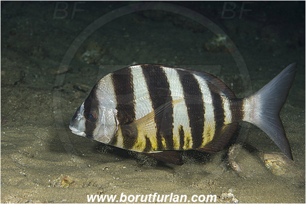 Aliwal shoal, Umkomaas, South Africa, Indian ocean, Diplodus cervinus, Diplodus, Sparidae, Zebra seabream, Seabream, Fish