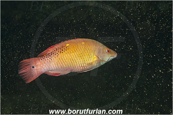 Aliwal shoal, Umkomaas, South Africa, Indian ocean, Bodianus diana, Bodianus, Labridae, Diana