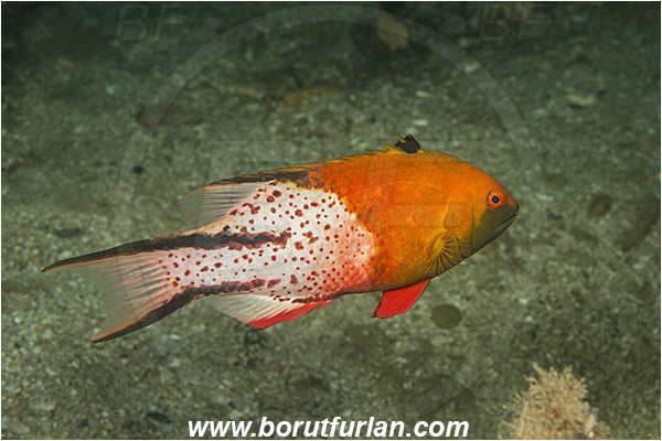 Aliwal shoal, Umkomaas, South Africa, Indian ocean, Bodianus anthioides, Bodianus, Labridae, Lyretail hogfish, Hogfish, Wrasse, Fish
