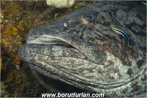 Aliwal shoal, Umkomaas, South Africa, Indian ocean, Epinephelus tukula, Epinephelus, Serranidae, Potato grouper, Grouper, Fish, Portrait, Labroides dimidiatus, Labroides, Labridae, Cleaner Wrasse, Wrasse, Cleaning