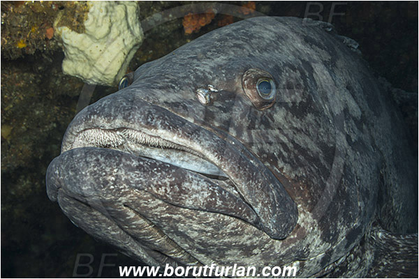 Aliwal shoal, Umkomaas, South Africa, Indian ocean, Epinephelus tukula, Epinephelus, Serranidae, Potato grouper, Grouper, Fish, Portrait