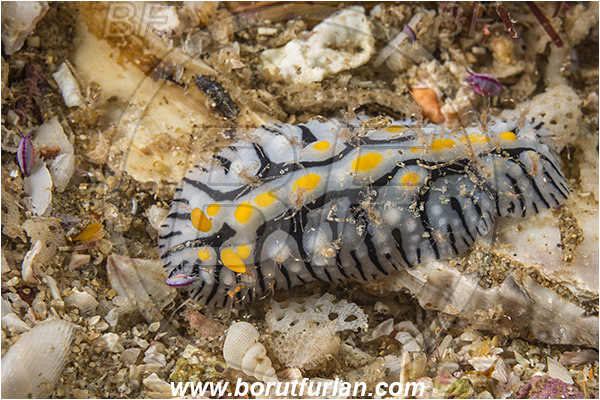 Aliwal shoal, Umkomaas, South Africa, Indian ocean, Phyllidia sp., Phyllidia, Phyllidiidae, Ridged nudibranch, Nudibranch, Gastropoda, Mollusca, Mollusc