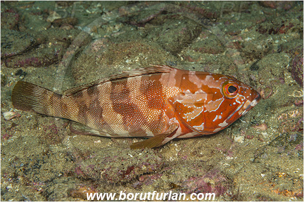 Aliwal shoal, Umkomaas, South Africa, Indian ocean, Epinephelus rivulatus, Epinephelus, Serranidae, Halfmoon grouper, Grouper, Fish