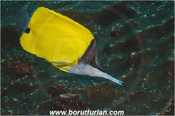 Aliwal shoal, Umkomaas, South Africa, Indian ocean, Forcipiger flavissimus, Forcipiger, Chaetodontidae, Yellow longnose butterflyfish, Butterflyfish, Fish