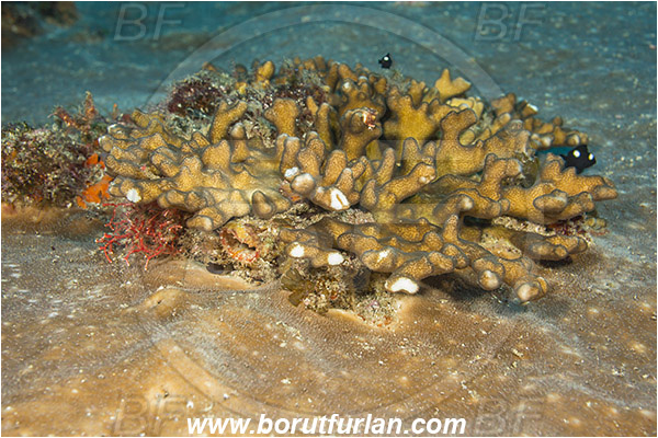 Aliwal shoal, Umkomaas, South Africa, Indian ocean, Stylophora sp., Stylophora, Pocilloporidae, Smooth-horned coral, Coral, Anthozoa, Cnidaria, Cnidarian