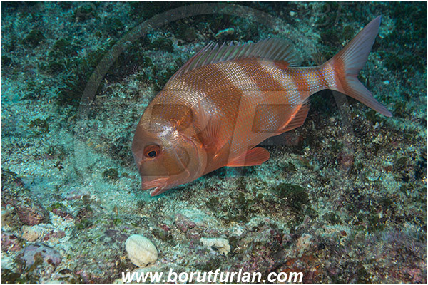Aliwal shoal, Umkomaas, South Africa, Indian ocean, Chrysoblephus anglicus, Chrysoblephus, Sparidae, Englishman seabream, Seabream, Fish