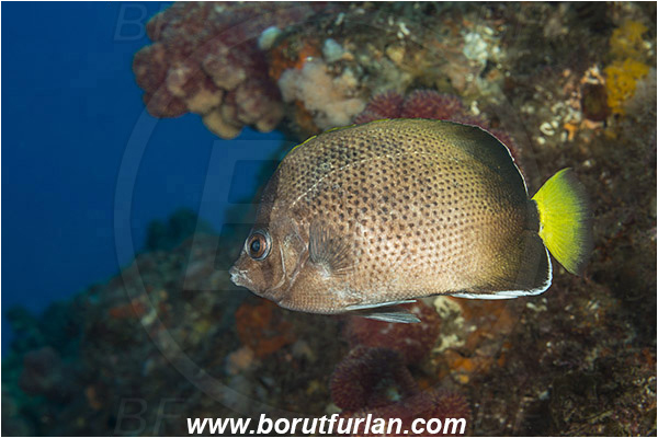 Aliwal shoal, Umkomaas, South Africa, Indian ocean, Chaetodon dolosus, Chaetodon, Chaetodontidae, African butterflyfish, Butterflyfish, Fish