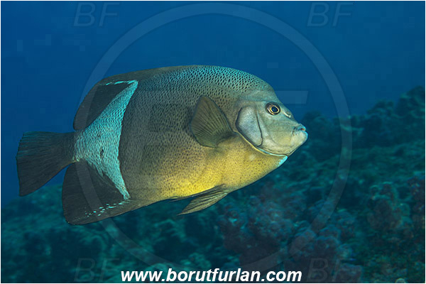 Aliwal shoal, Umkomaas, South Africa, Indian ocean, Pomacanthus rhomboides, Pomacanthus, Pomacanthidae, Old woman angelfish, Angelfish, Fish