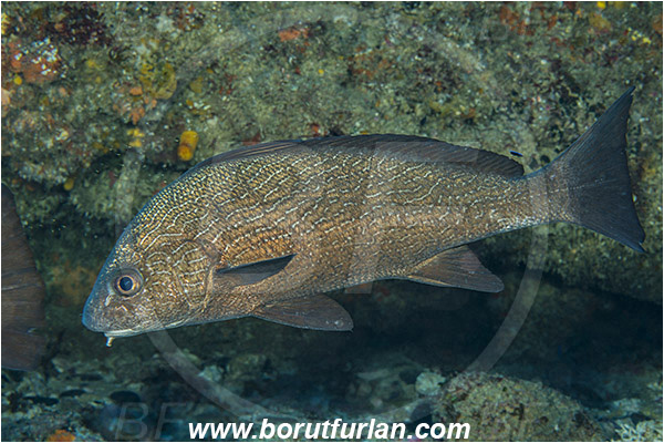 Aliwal shoal, Umkomaas, South Africa, Indian ocean, Umbrina canariensis, Umbrina, Sciaenidae, Canary drum, Drum, Fish