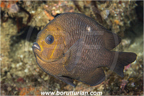 Aliwal shoal, Umkomaas, South Africa, Indian ocean, Dascyllus trimaculatus, Dascyllus, Pomacentridae, Three-spot dascyllus, Domino damselfish, Damselfish, Fish