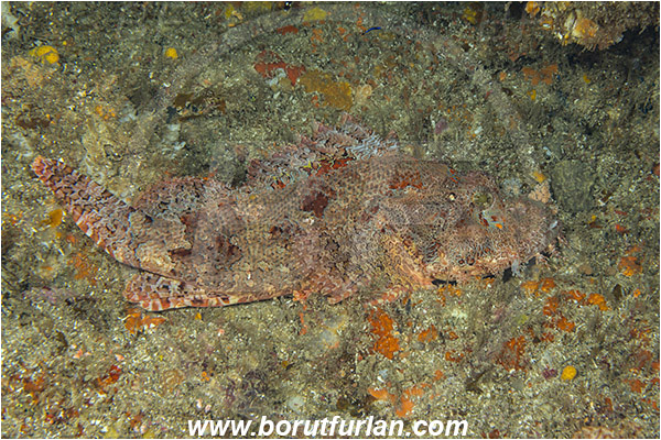 Aliwal shoal, Umkomaas, South Africa, Indian ocean, Scorpaenopsis oxycephala, Scorpaenopsis, Scorpaenidae, Tassled Scorpionfish, Scorpionfish, Fish