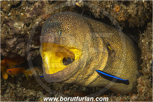 Aliwal shoal, Umkomaas, South Africa, Indian ocean, Gymnothorax nudivomer, Gymnothorax, Muraeninae, Yellowmouth moray, Moray, Fish, Portrait, Labroides dimidiatus, Labroides, Labridae, Cleaner Wrasse, Wrasse, Cleaning