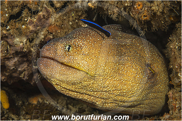 Aliwal shoal, Umkomaas, South Africa, Indian ocean, Gymnothorax nudivomer, Gymnothorax, Muraeninae, Yellowmouth moray, Moray, Fish, Portrait, Labroides dimidiatus, Labroides, Labridae, Cleaner Wrasse, Wrasse, Cleaning