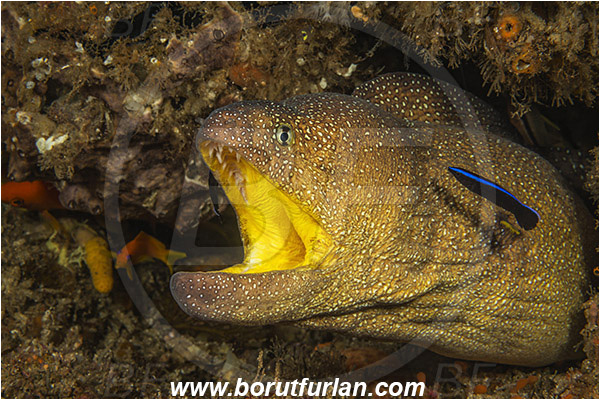 Aliwal shoal, Umkomaas, South Africa, Indian ocean, Gymnothorax nudivomer, Gymnothorax, Muraeninae, Yellowmouth moray, Moray, Fish, Portrait, Labroides dimidiatus, Labroides, Labridae, Cleaner Wrasse, Wrasse, Cleaning