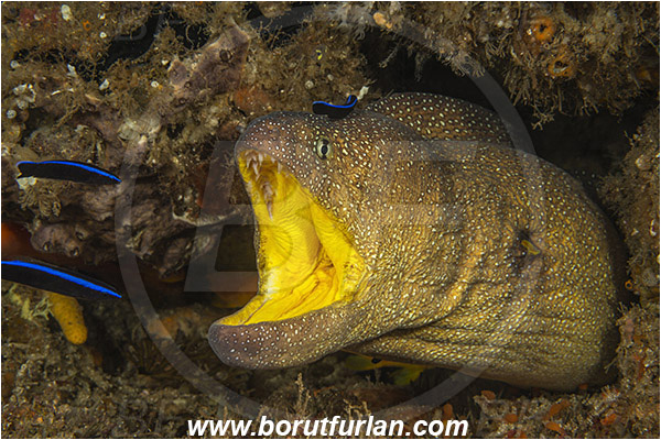 Aliwal shoal, Umkomaas, South Africa, Indian ocean, Gymnothorax nudivomer, Gymnothorax, Muraeninae, Yellowmouth moray, Moray, Fish, Portrait, Labroides dimidiatus, Labroides, Labridae, Cleaner Wrasse, Wrasse, Cleaning