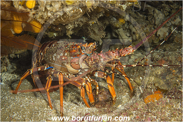 Aliwal shoal, Umkomaas, South Africa, Indian ocean, Panulirus homarus, Panulirus, Palinuridae, East coast lobster, Scalloped spiny lobster, Lobster, Decapoda, Crustacea, Crustacean