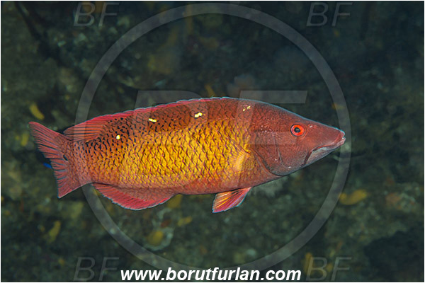 Aliwal shoal, Umkomaas, South Africa, Indian ocean, Bodianus diana, Bodianus, Labridae, Diana