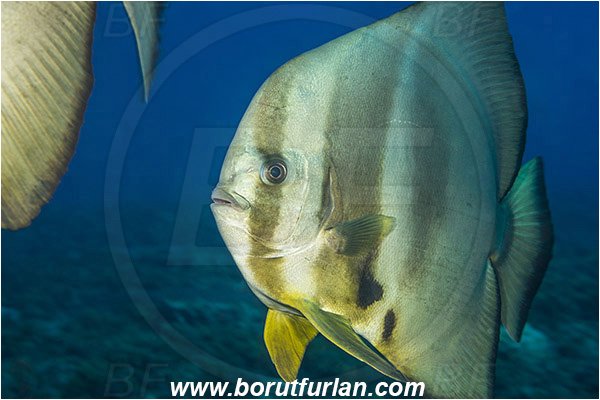 Aliwal shoal, Umkomaas, South Africa, Indian ocean, Platax teira, Platax, Ephippidae, Longfin Batfish, Batfish, Fish