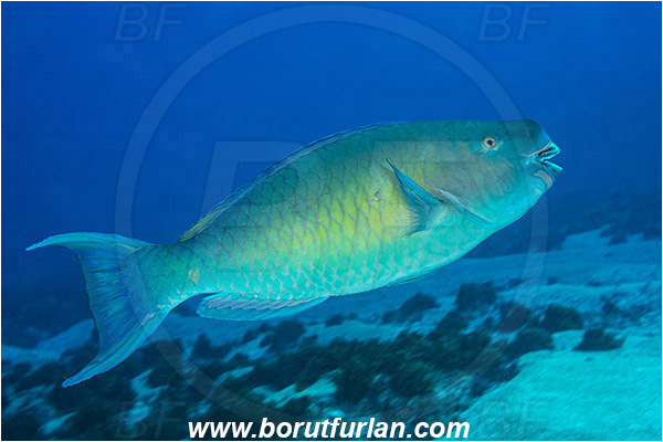 Aliwal shoal, Umkomaas, South Africa, Indian ocean, Scarus rubroviolaceus, Scarus, Scaridae, Ember parrotfish, Redlip parrotfish, Parrotfish, Fish