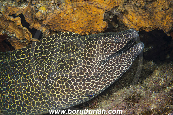 Aliwal shoal, Umkomaas, South Africa, Indian ocean, Gymnothorax favagineus, Gymnothorax, Muraeninae, Honeycomb moray, Tessellate moray, Moray, Fish, Portrait