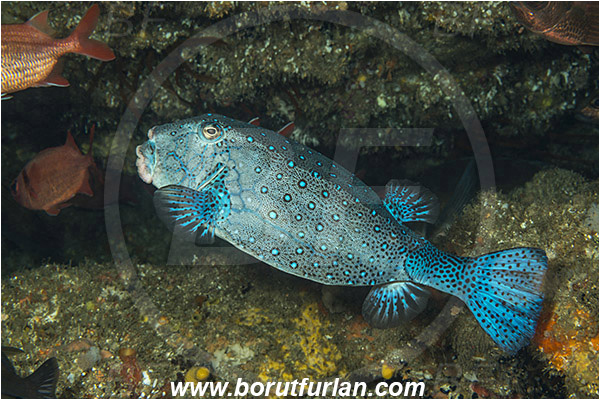 Aliwal shoal, Umkomaas, South Africa, Indian ocean, Ostracion cubicus, Ostracion, Ostraciidae, Yellow Boxfish, Boxfish, Fish