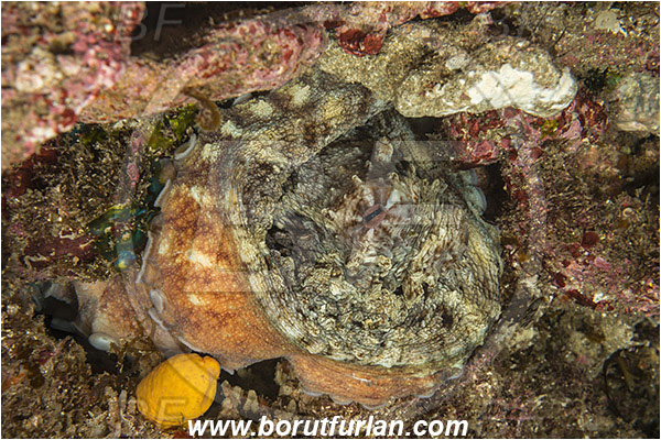 Aliwal shoal, Umkomaas, South Africa, Indian ocean, Octopus vulgaris, Octopus, Octopodidae, Common octopus, Cephalopoda, Mollusca, Mollusc