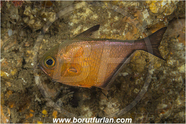 Aliwal shoal, Umkomaas, South Africa, Indian ocean, Pempheris adusta, Pempheris, Pempheridae, Dusky sweeper, Sweeper, Fish