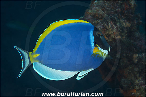 Aliwal shoal, Umkomaas, South Africa, Indian ocean, Acanthurus leucosternon, Acanthurus, Acanthuridae, Yellowfin Surgeonfish, Surgeonfish, Fish