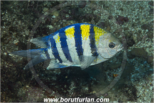 Aliwal shoal, Umkomaas, South Africa, Indian ocean, Abudefduf vaigiensis, Abudefduf, Pomacentridae, Indo-Pacific sergeant, Damselfish, Fish